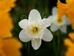 NORWAY Daffodil